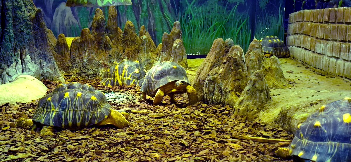 Зоопарк - Андрей Л. В.