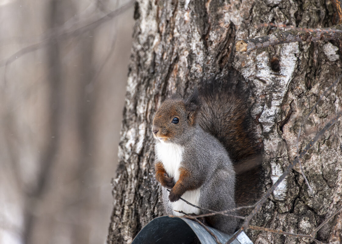 Белка — символ лесной динамики и уюта. - Вадим Басов Белка — символ лесной динамики и уюта. - Вадим Басов