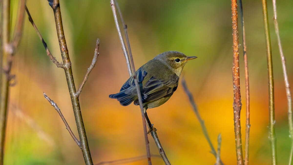 Теплым осенним вечером - Владимир Лазарев Теплым осенним вечером - Владимир Лазарев
