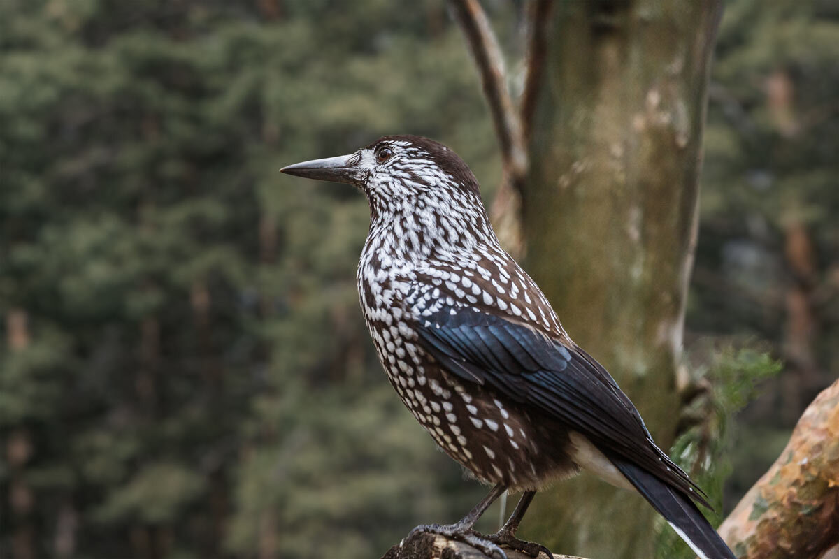 Кедровка - SanSan 