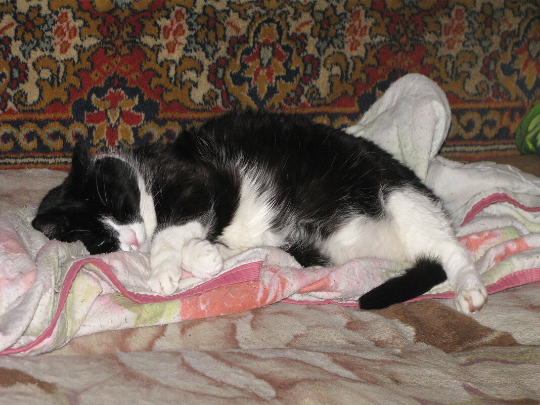 Балдеет - Людмила Смородинская