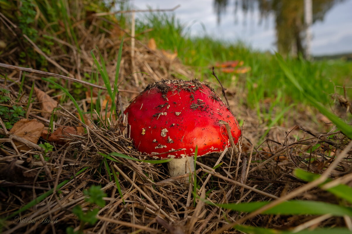 Придорожный... - Николай Гирш