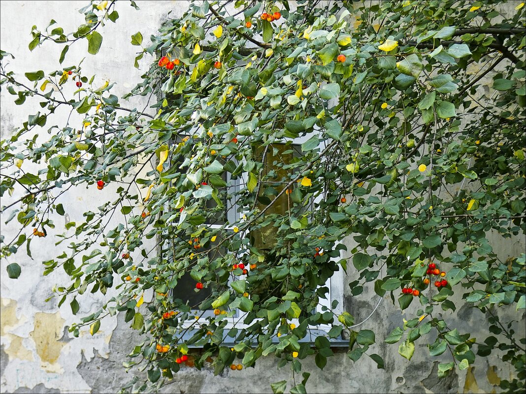 Вишня у окна - Валентина *