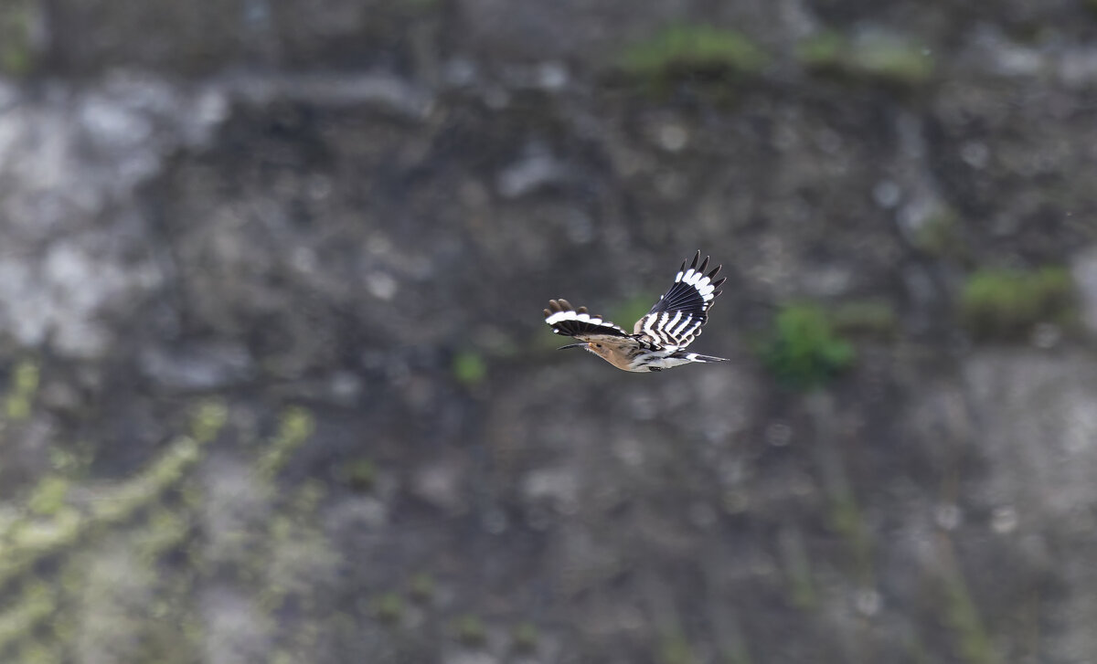 удот в полете.весна Лазоревское. - юрий макаров удот в полете.весна Лазоревское. - юрий макаров