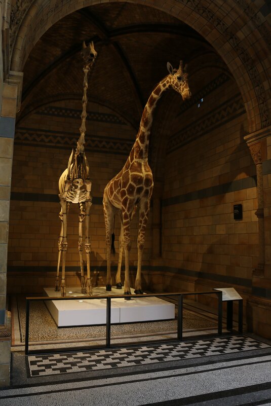 Экспонаты музея естествознания - Ольга Экспонаты музея естествознания - Ольга