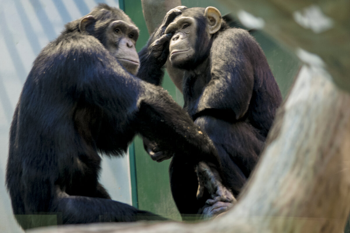 ЯША - я приглашается работать ВРАЧОМ - Владимир Максимов ЯША - я приглашается работать ВРАЧОМ - Владимир Максимов