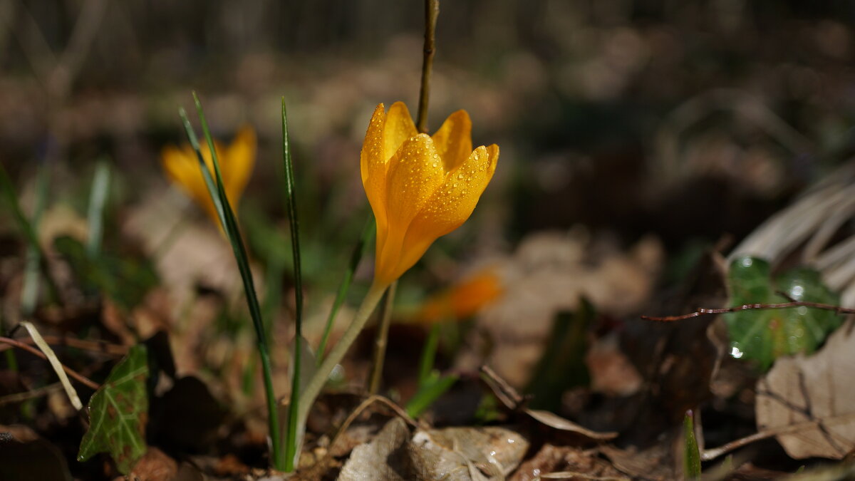 Весна ! - Вен Гъновски
