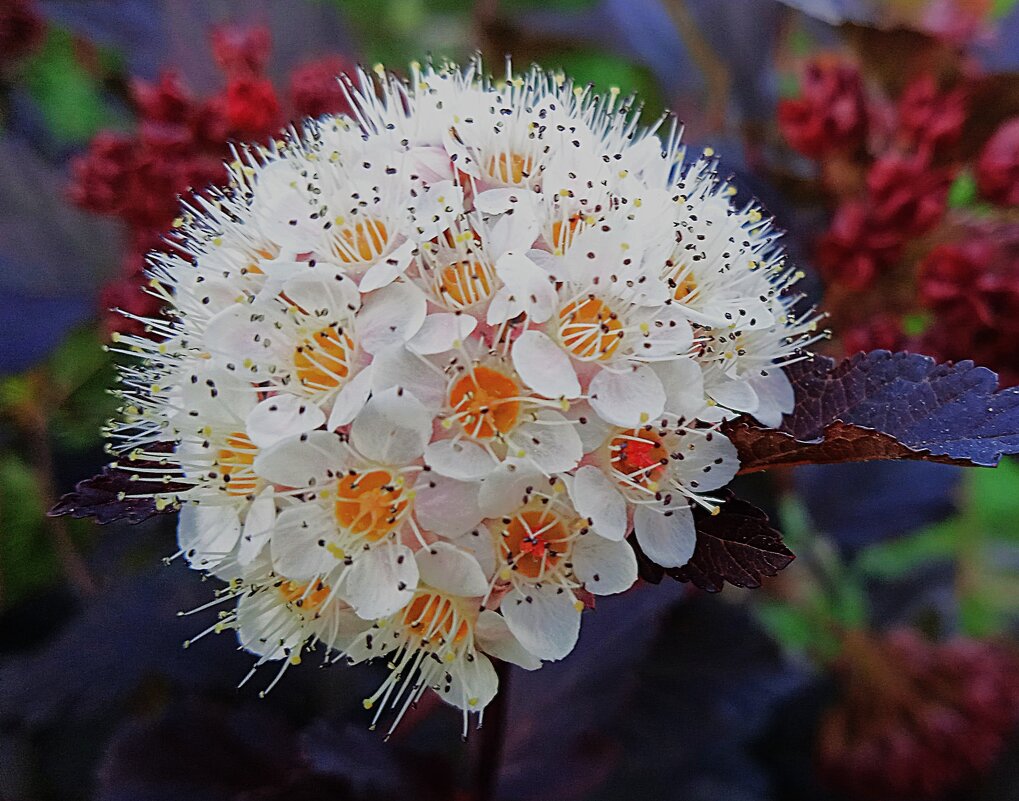 майское - Елена Шаламова