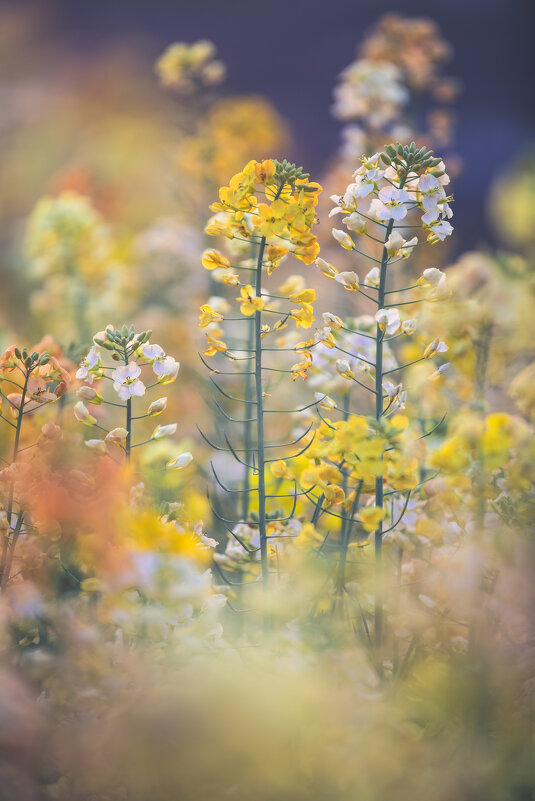 Весна в Ханчжоу — рапсовые поля в пастельных тонах - Дмитрий Весна в Ханчжоу — рапсовые поля в пастельных тонах - Дмитрий