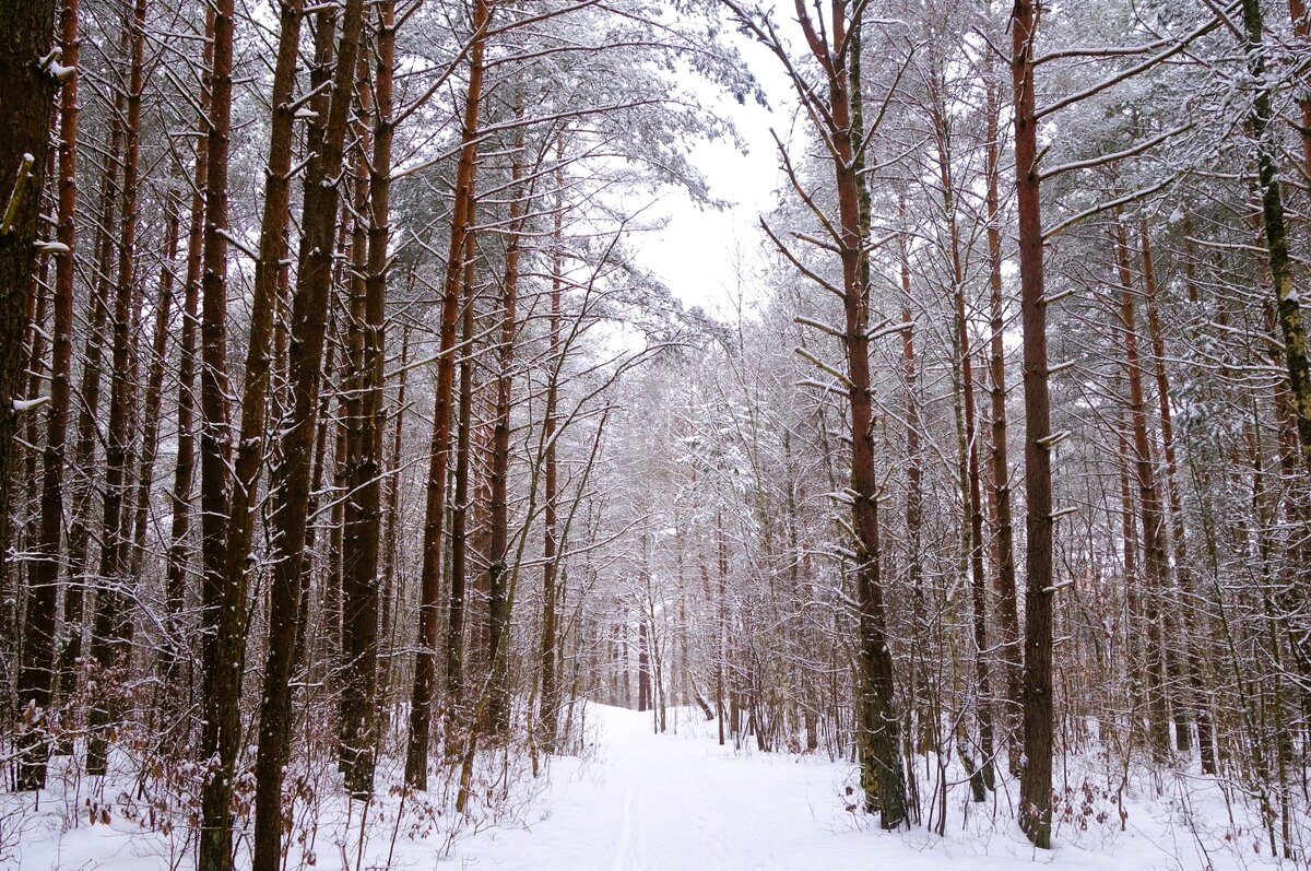 Зимний лесопарк, Светлогорск - Рита Симонова Зимний лесопарк, Светлогорск - Рита Симонова