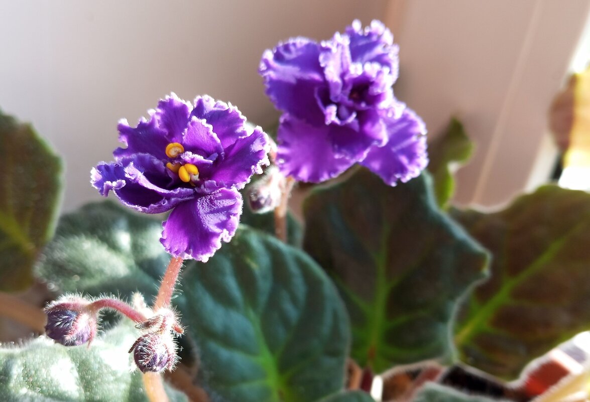 Фиалки - Елена Семигина