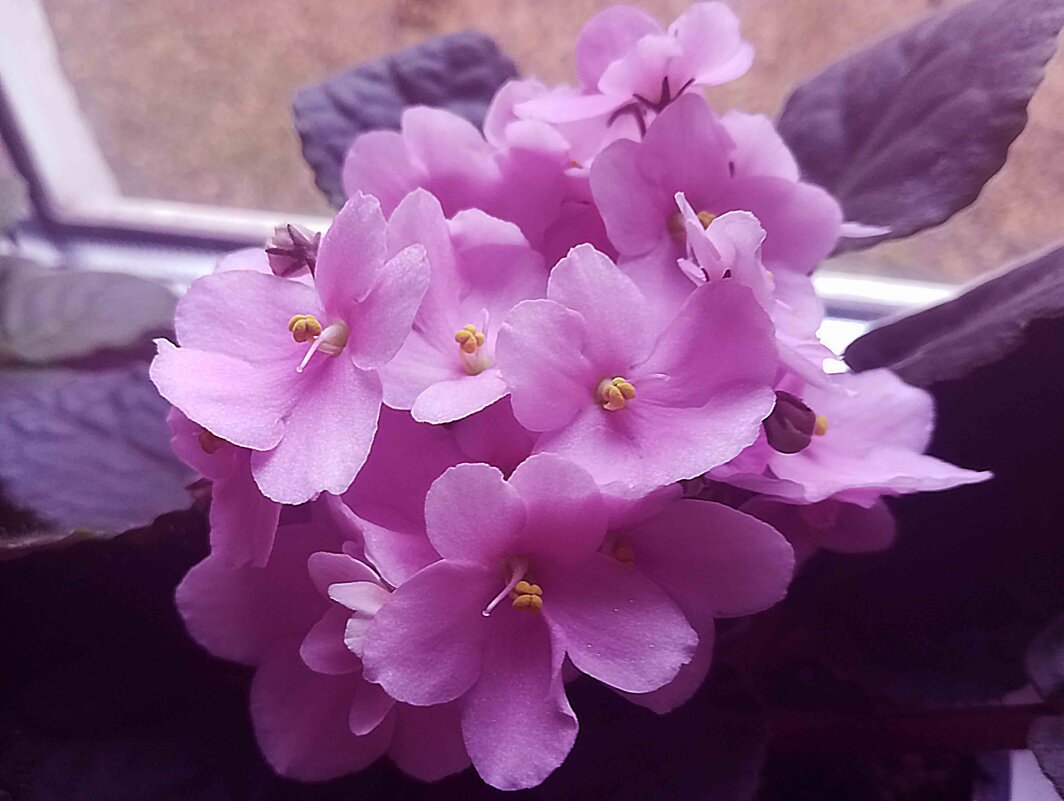 Фиалки - Елена Семигина Фиалки - Елена Семигина