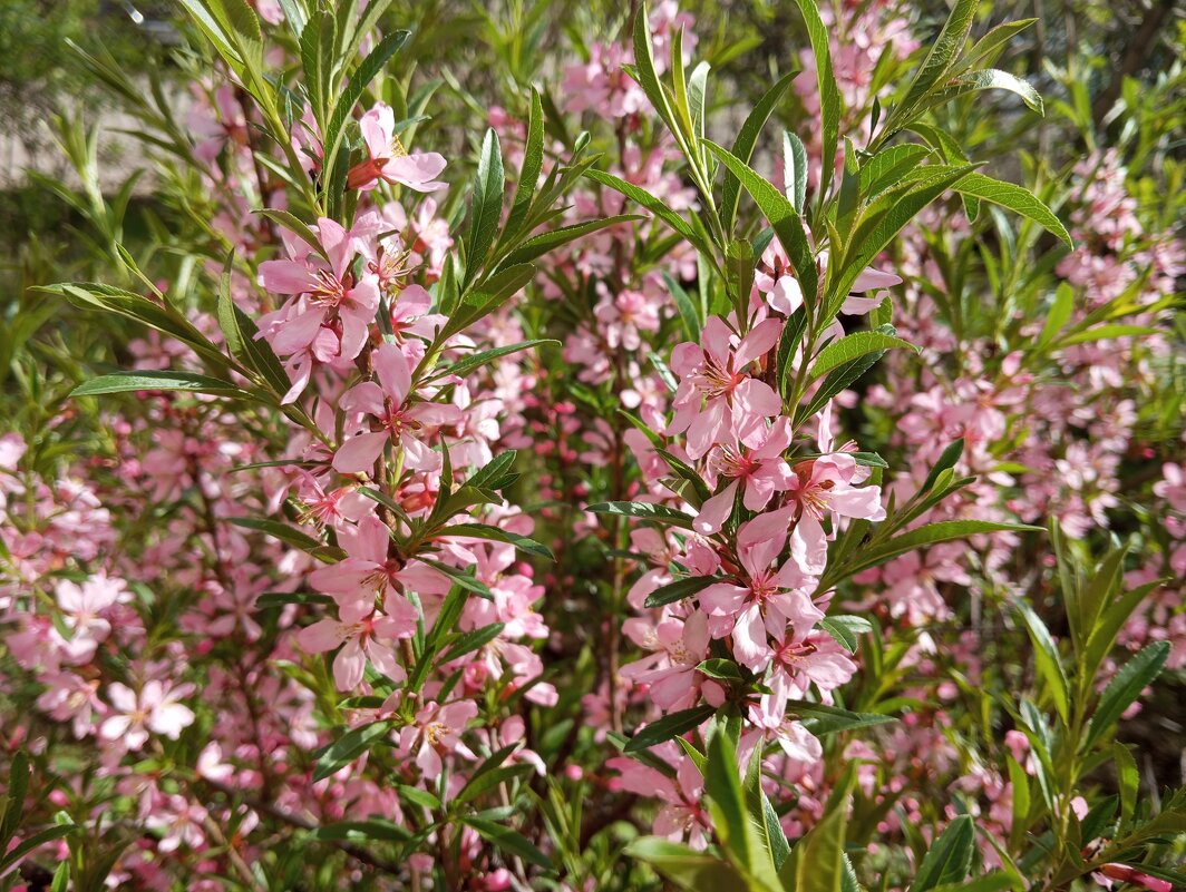 Весной в месяце мае - Елена Семигина