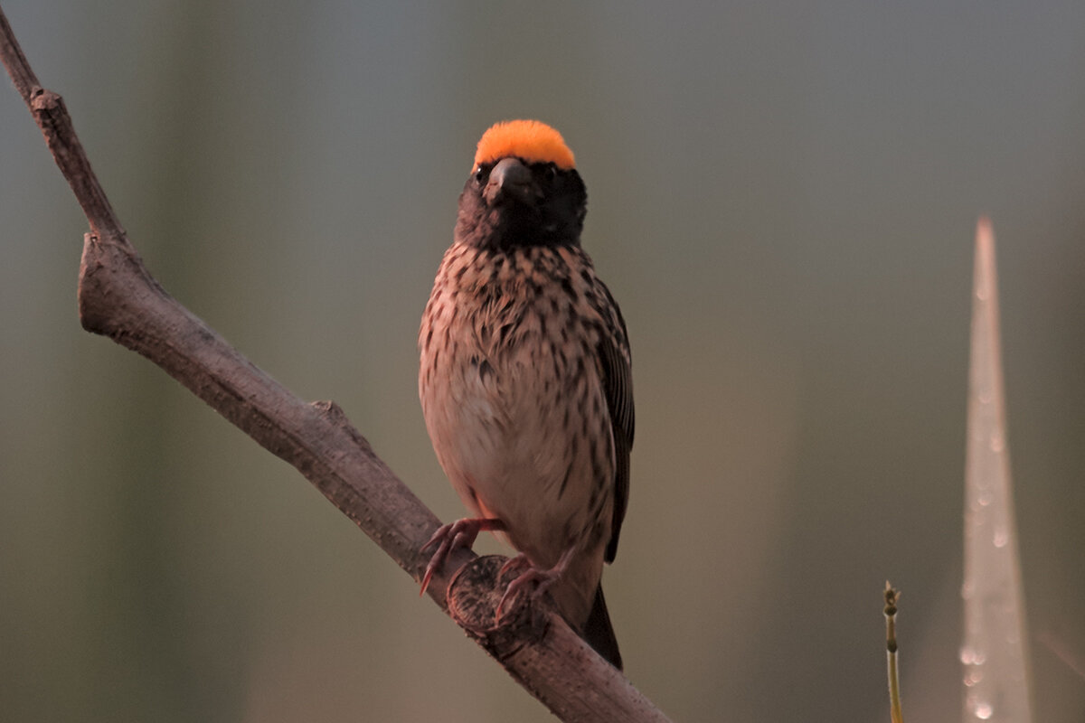 Желтоголовый ткач - Yudong Liu