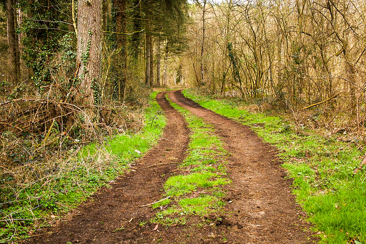 В весеннем лесу. - Lucy Schneider В весеннем лесу. - Lucy Schneider