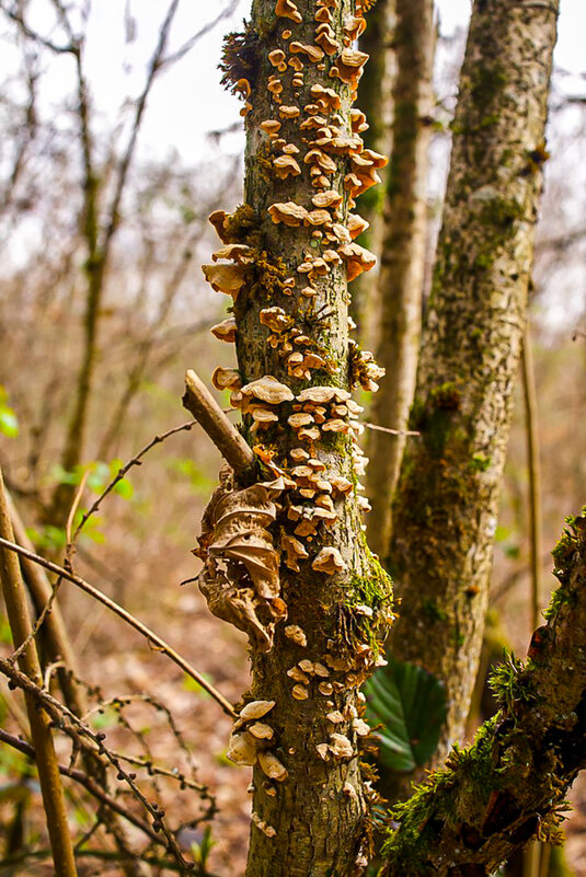 Из прошедшей осени. - Lucy Schneider Из прошедшей осени. - Lucy Schneider