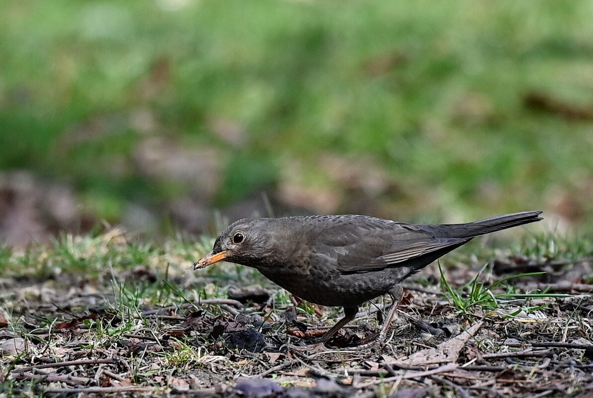 Поклон по ниже надо... - Николай Саржанов