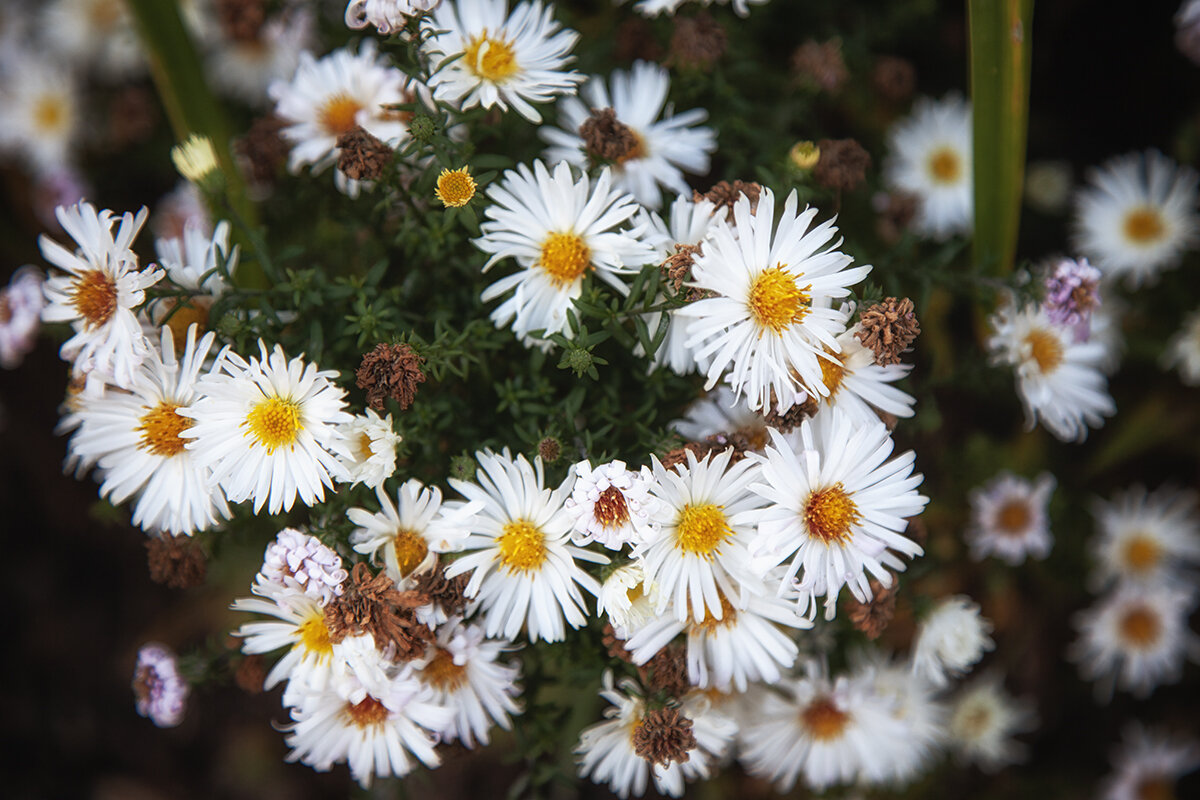 Осенние хризантемки. - Лилия *