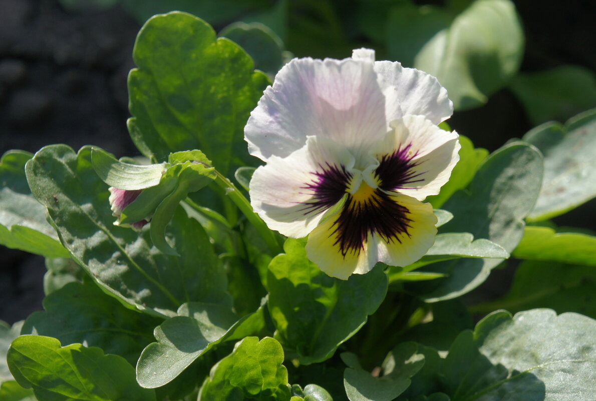 Летняя красавица. - сергей ермошкин