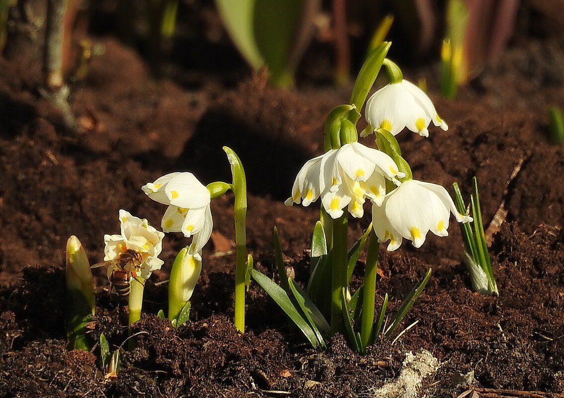 весна - ИННА ПОРОХОВА