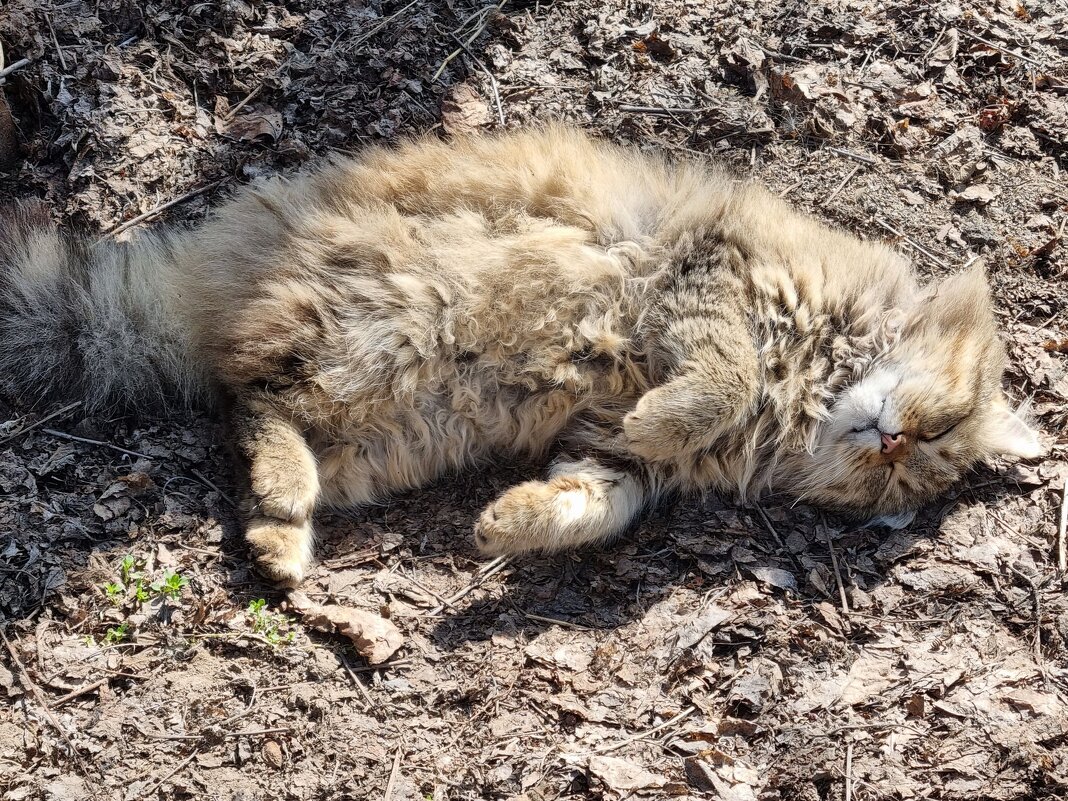 Разнежился... - Наталья 