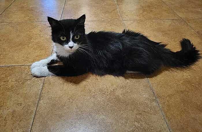 Март - кошачий месяц... - Елена 