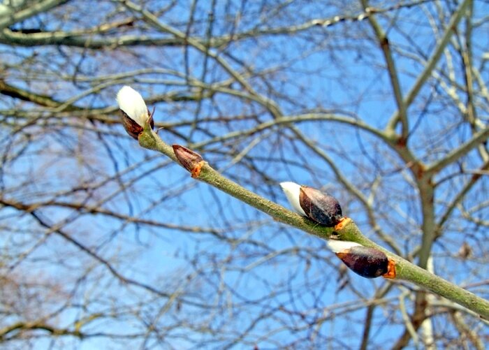 Весна - начало... - Елена 