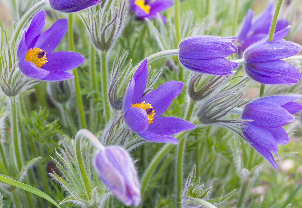 Растрепал на ветру свои головушки прострел. - Светлана Тихонина Растрепал на ветру свои головушки прострел. - Светлана Тихонина