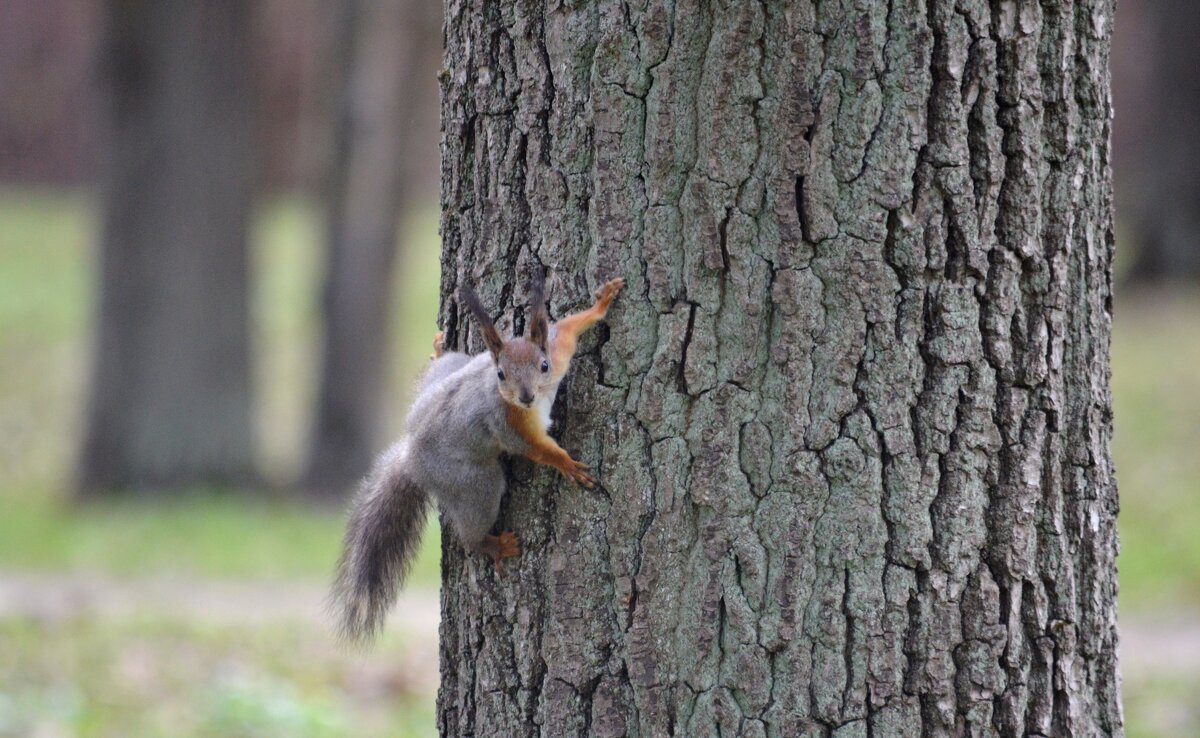 в парке - Savayr 