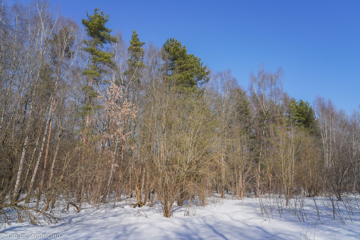 На опушке... - Владимир Жданов