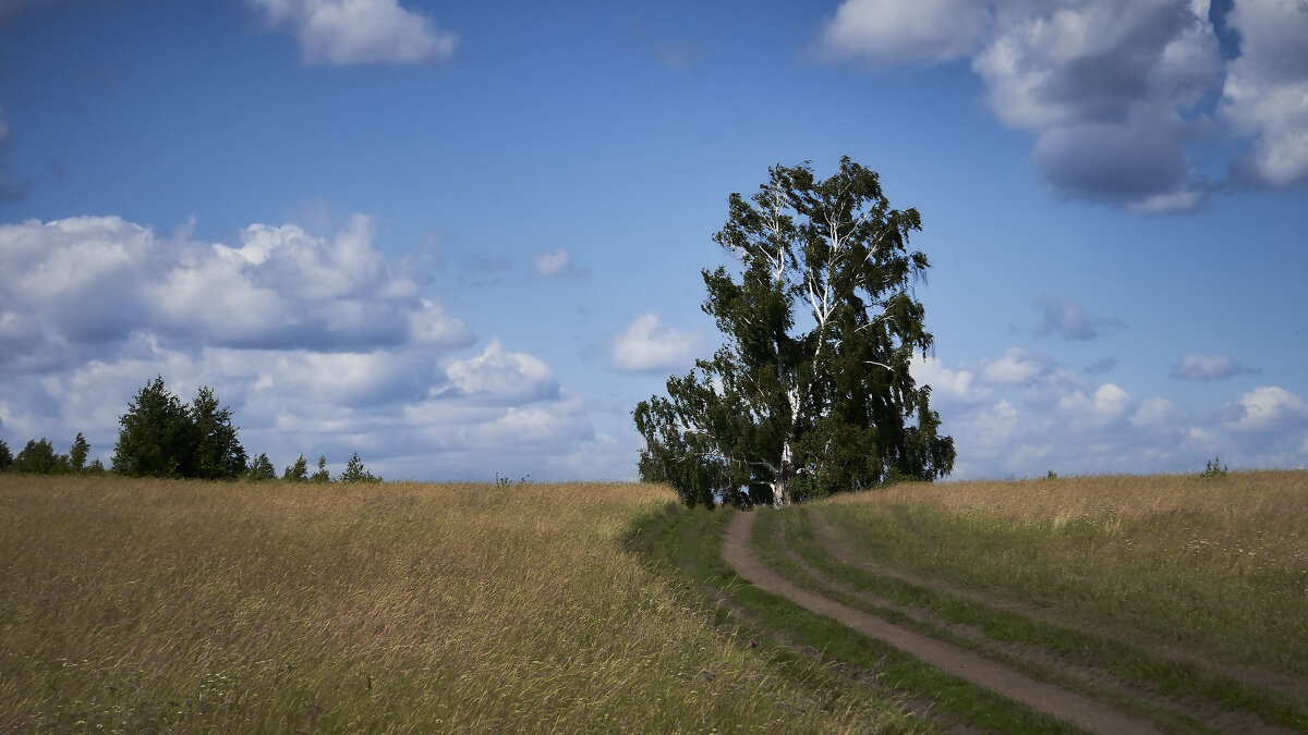 Дерево ушло - Василий Дворецкий