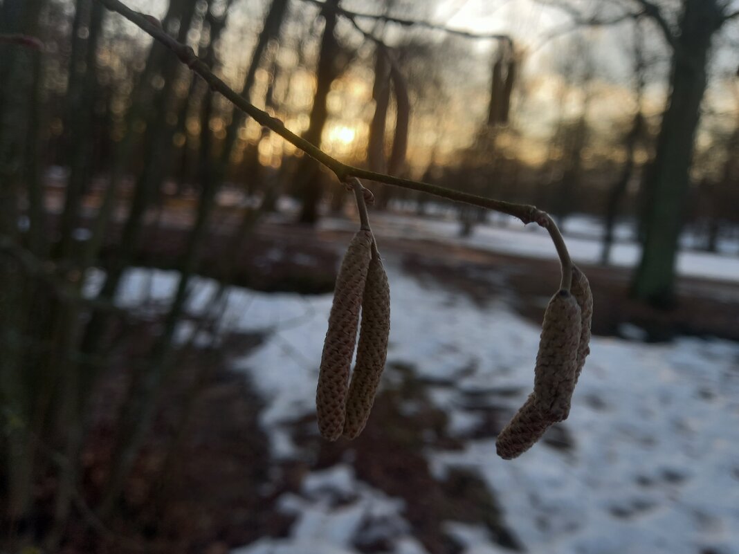 Орешник - Сапсан 