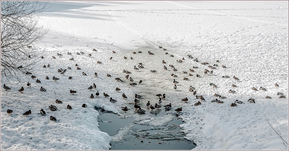 Зимовщики... - Aquarius - Сергей Зимовщики... - Aquarius - Сергей