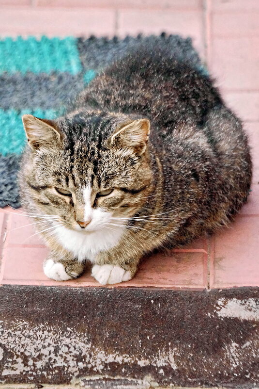 Скучает - Валерий Судачок