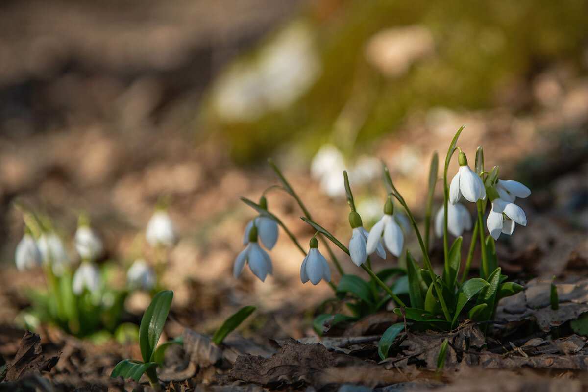 Подснежники. - Дина Евсеева