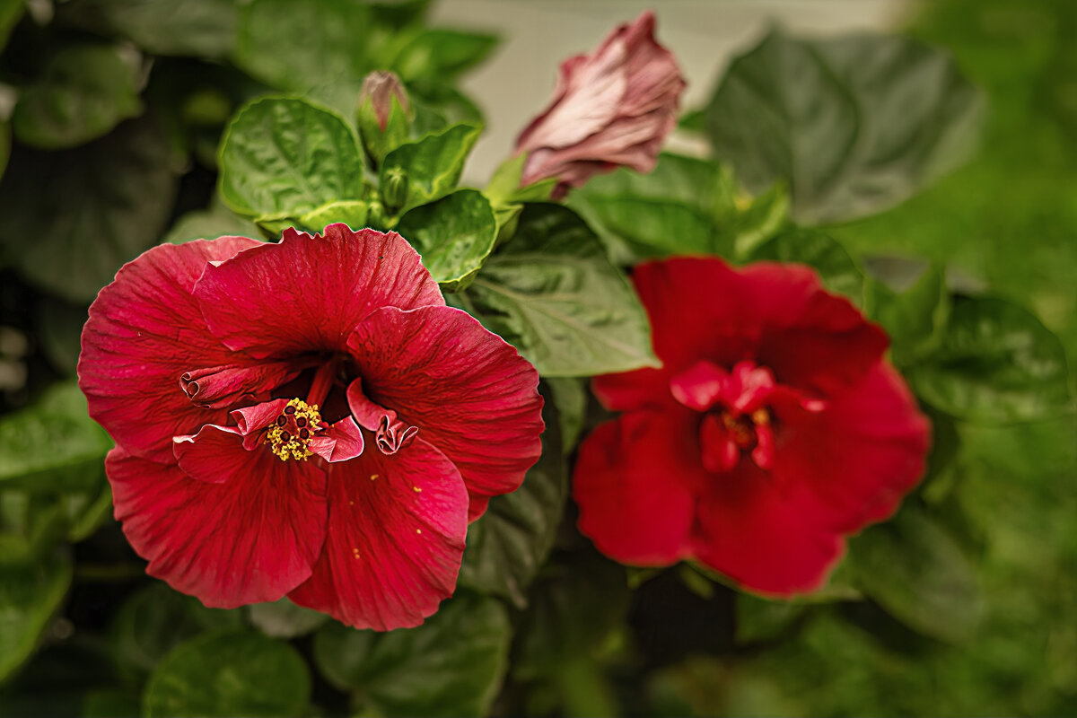 Гибискус - Svetlana Galvez