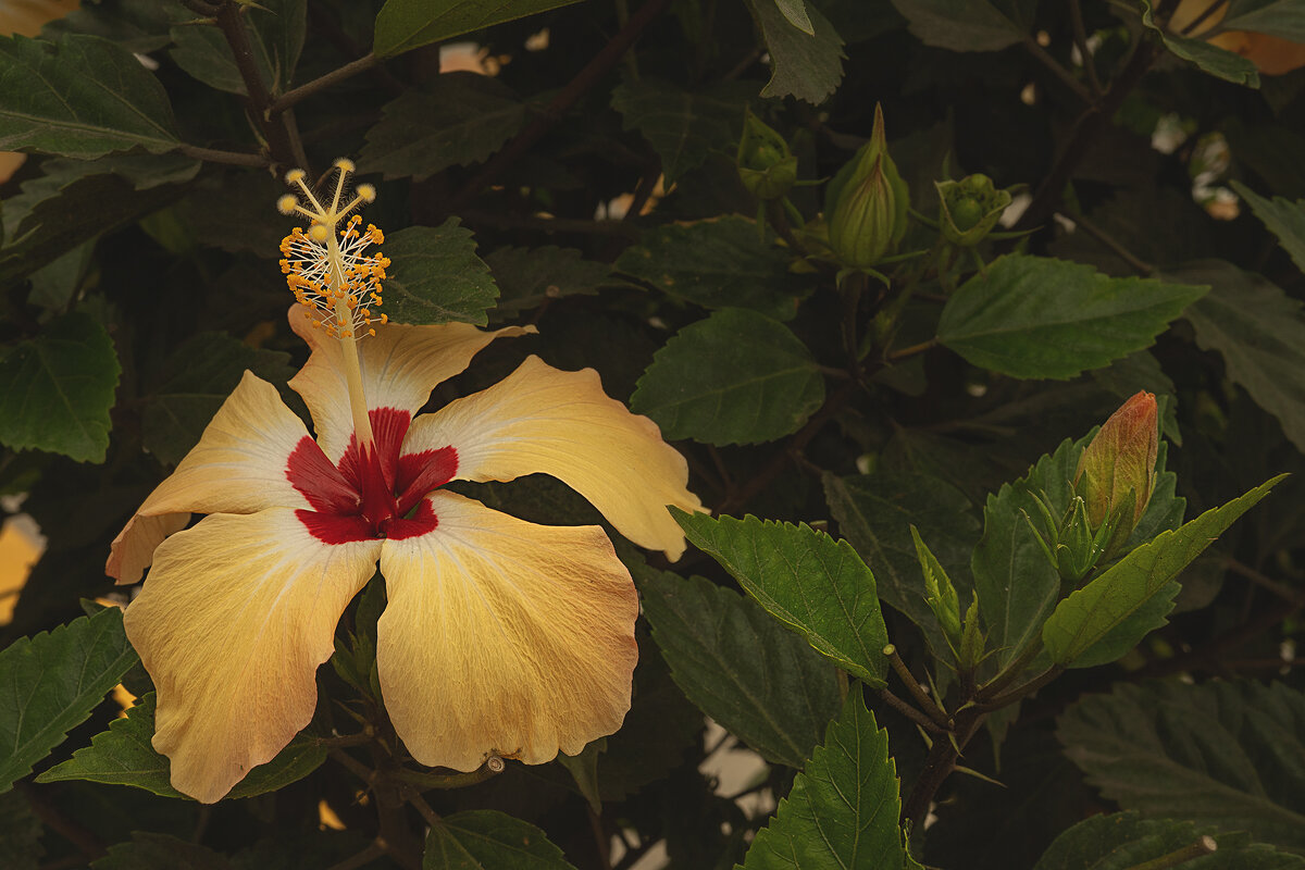 Гибискус - Svetlana Galvez