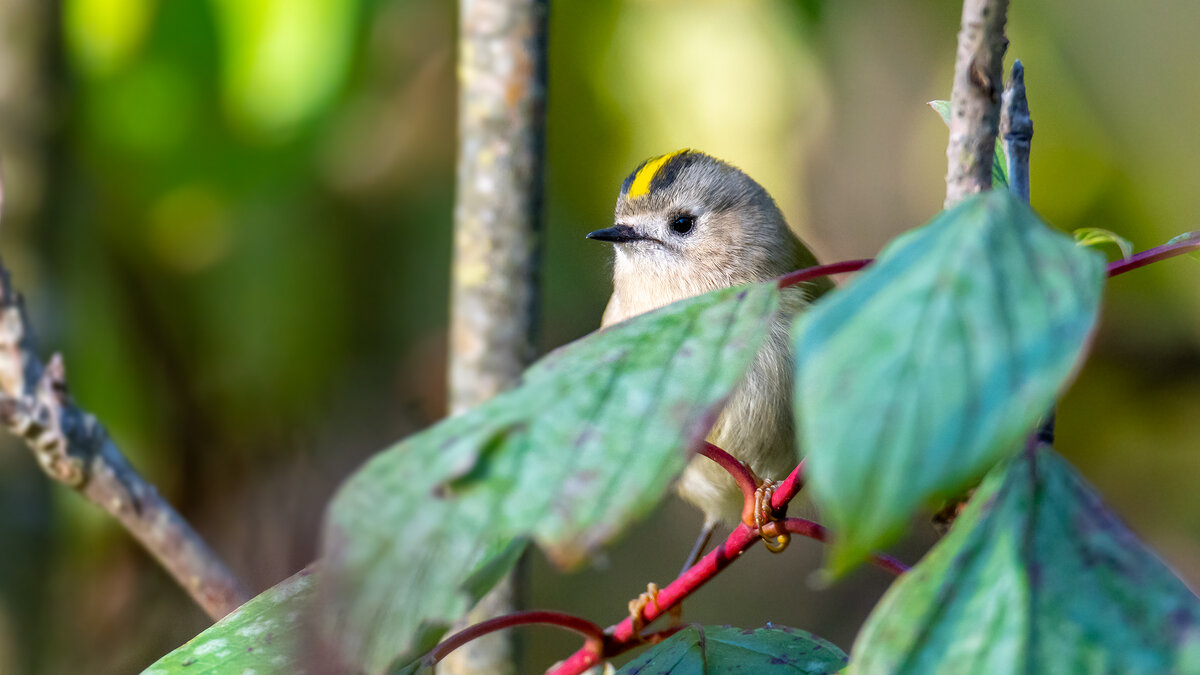 Королек - Владимир Лазарев