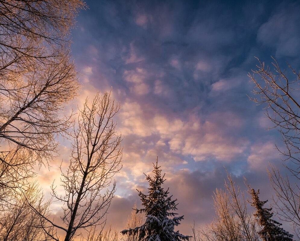 Закатное небо зимой - Лилия 