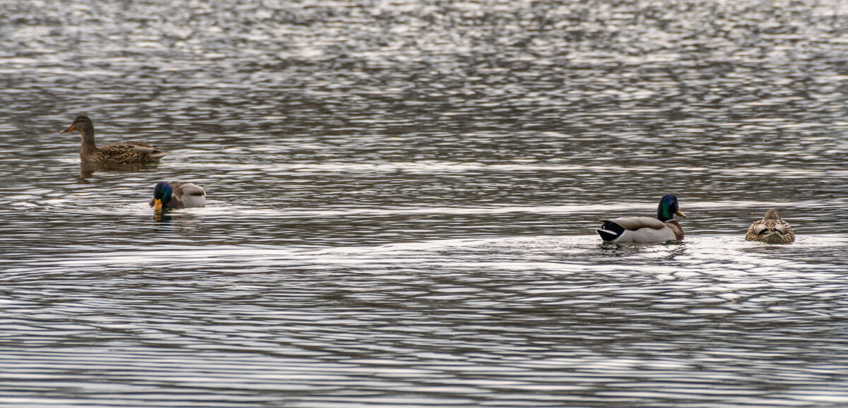 Утки - Игорь Сикорский