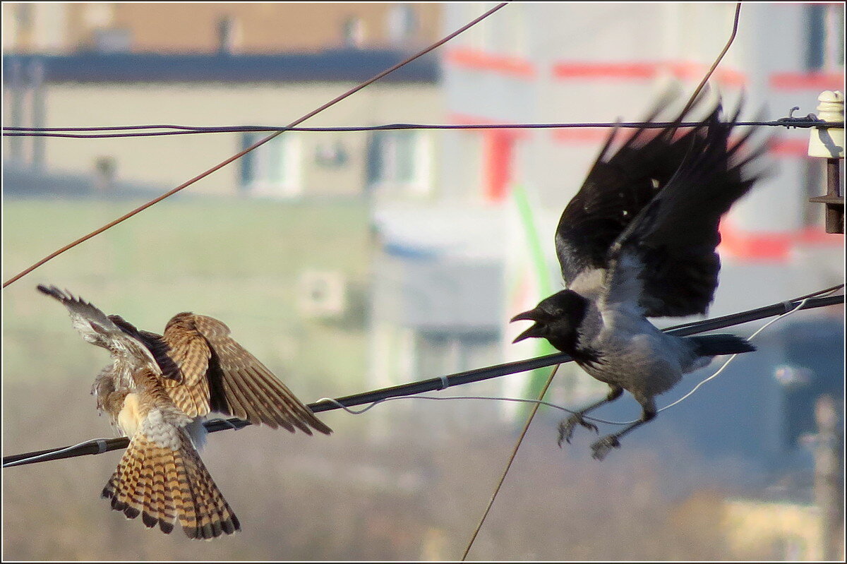 Кыш ... - Сеня Белгородский