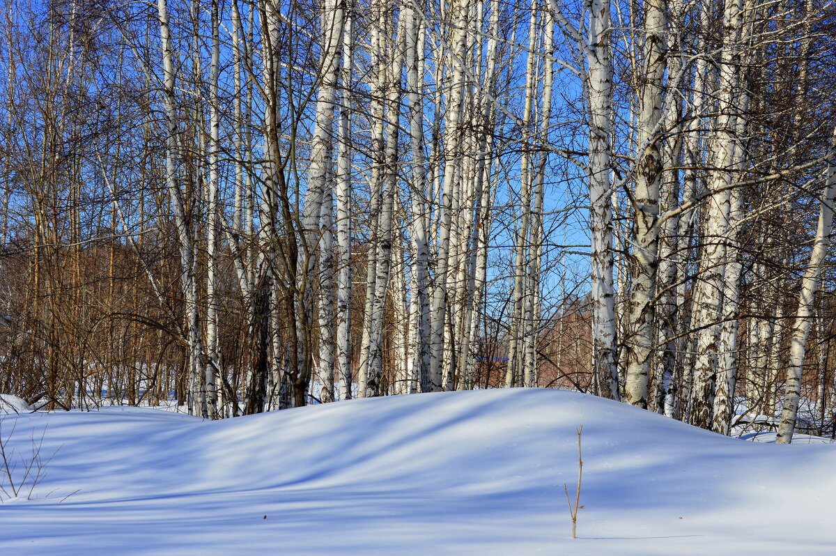 Середина марта в Юго-Западной Сибири - Татьяна Лютаева