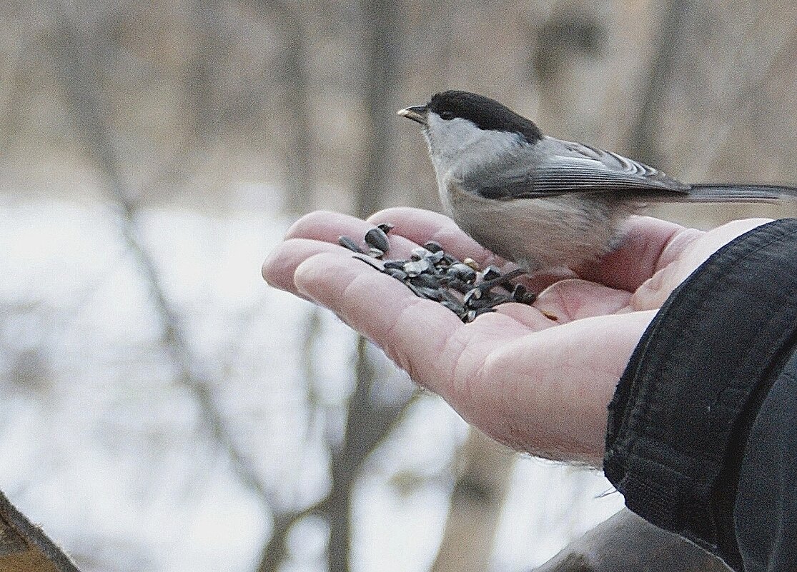 Гаичка обедает - Галина Нестратова