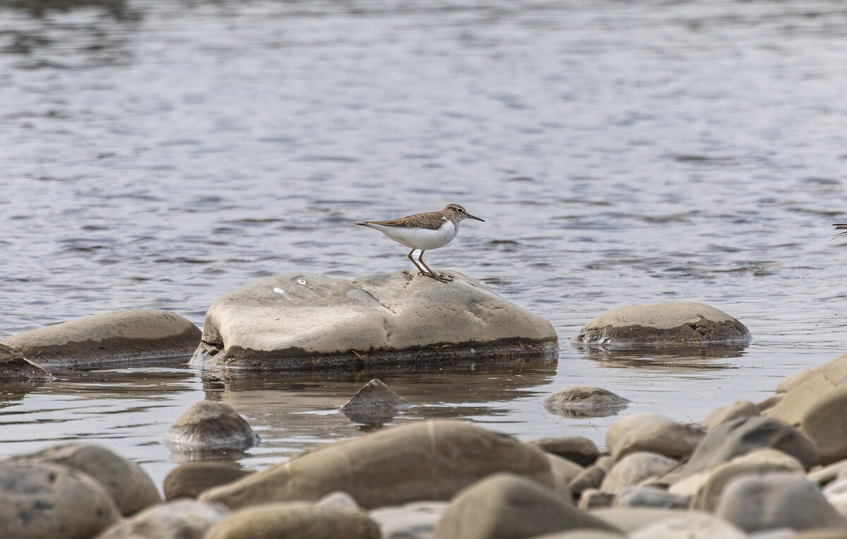 кулик - юрий макаров