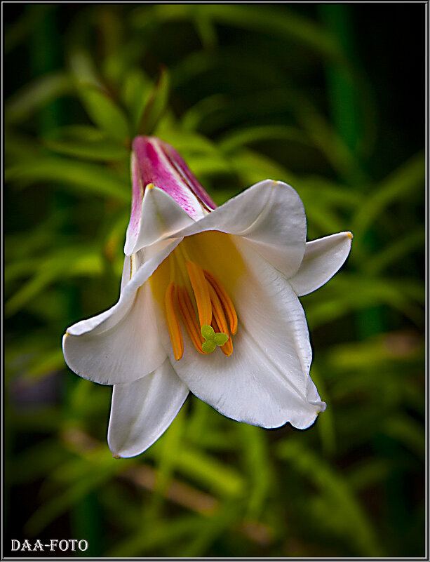 ЛИЛИЯ. - Александр Дмитриев