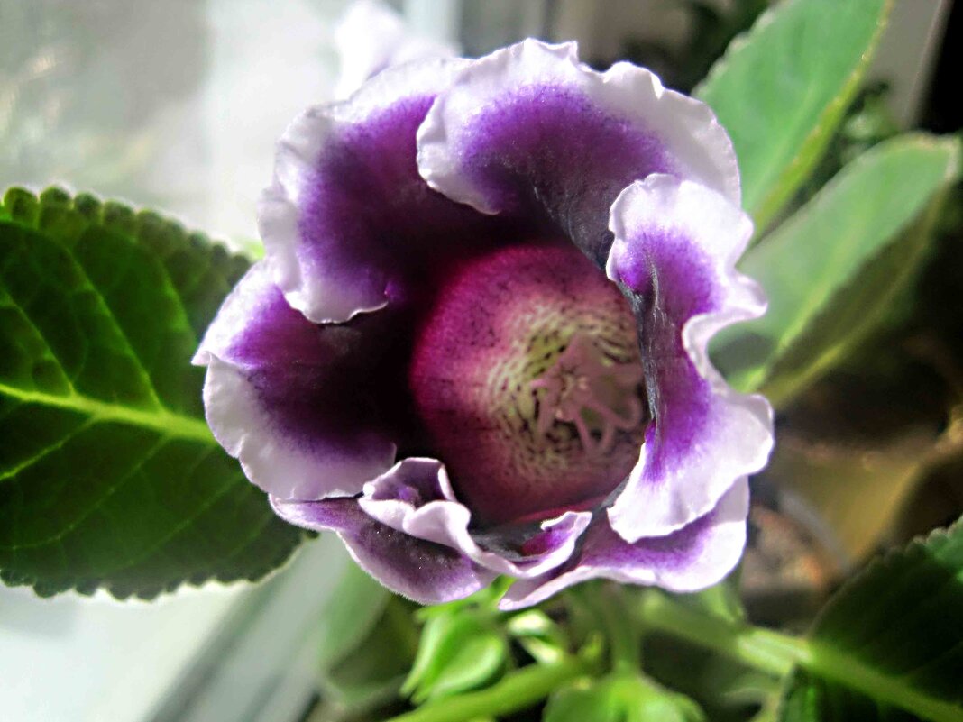 Глоксиния - Елена Семигина