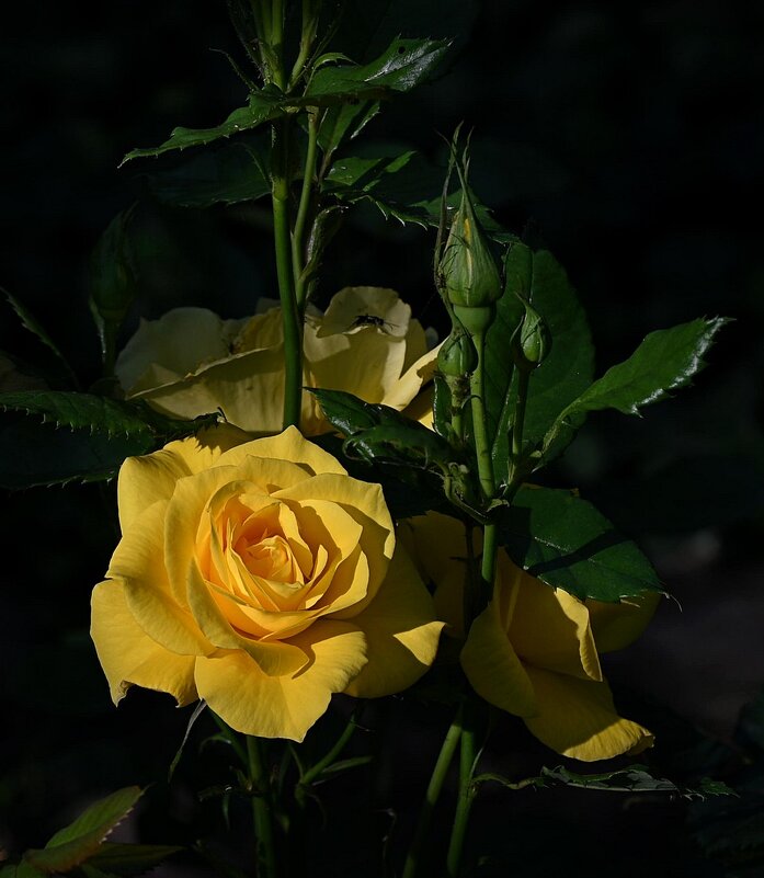 в утренних лучах - Aleksandr .