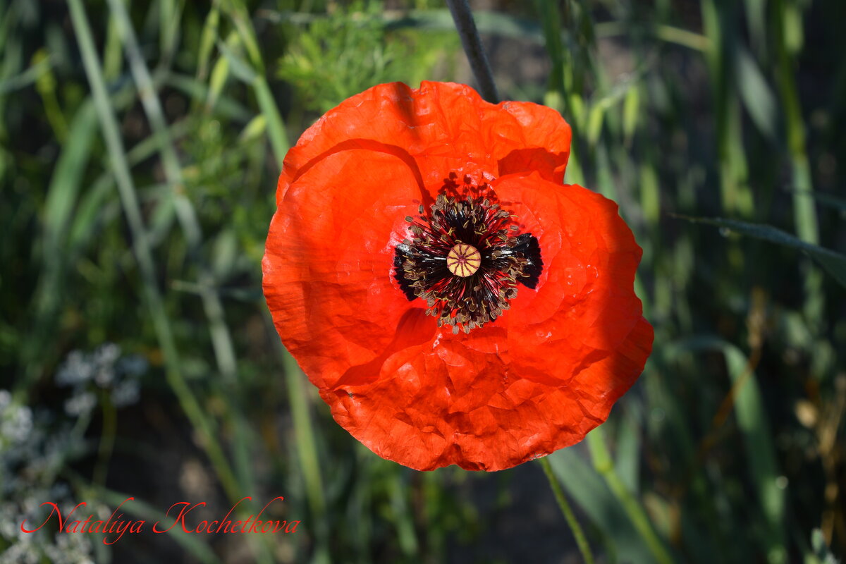 Природа Крыма - Изумительная Космея