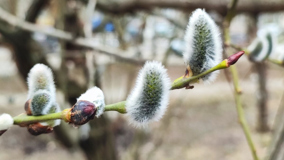 ,,, - Сергей Тимоновский