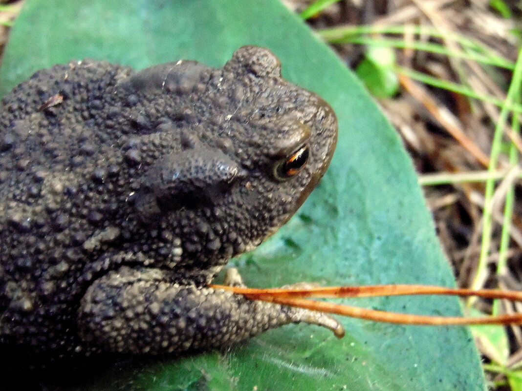Стрела вот,а где Иван ? - nadyasilyuk Вознюк